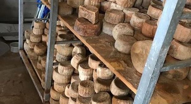 Due tonnellate di formaggi avariati sequestrate dai Nas a Vibo Valentia