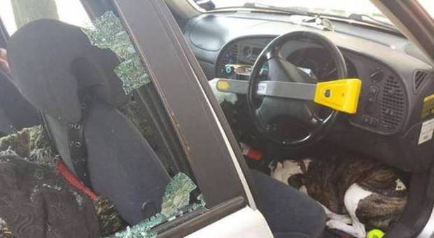 Cane intrappolato in auto nel giorno più caldo dell'anno: la polizia rompe i vetri e lo salva