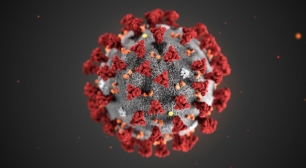 Coronavirus, studio su Nature: «Non è stato prodotto in laboratorio»”