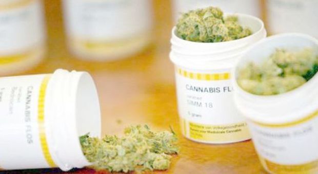 Cannabis terapeutica, la commissione Sanità dice sì alla produzione in Puglia