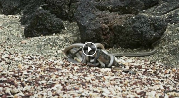 Iguana sola tra centinaia di serpenti: il video che tiene incollati allo schermo -Guarda