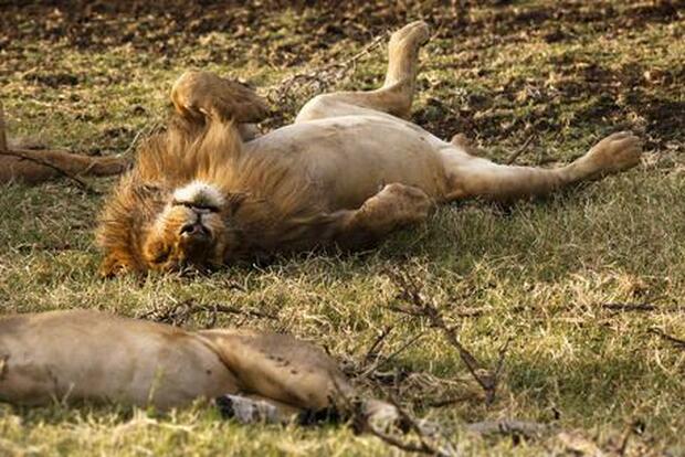 Trovati in un parco nazionale dell'Uganda sei leoni mutilati