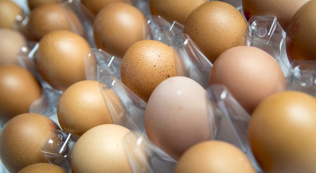 Uova contaminate, altri sei stabilimenti trovati in Francia