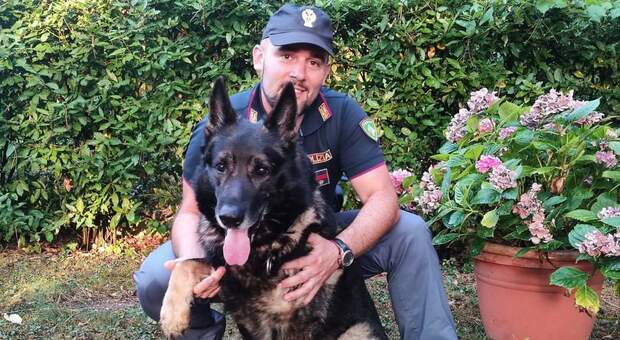 Giornata internazionale del cane: gli auguri di Forze Armate e dell'ordine ai colleghi a quattro zampe