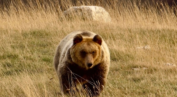 "Il Marsicano. L'ultimo orso": su Sky Nature, il docufilm su una delle quindici specie al mondo a rischio di estinzione