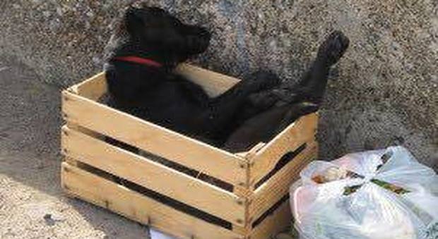 Cane morto abbandonato tra i rifiuti: lo scatto che indigna il web