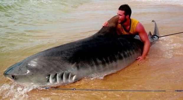 Max Muggeridge, 19 anni, con lo squalo tigre