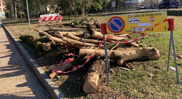 Censimento del verde a Pordenone, quaranta alberi da abbattere