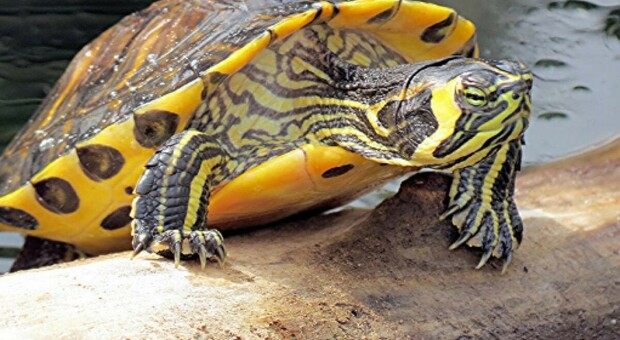 Una tartaruga "dalle orecchie gialle"
