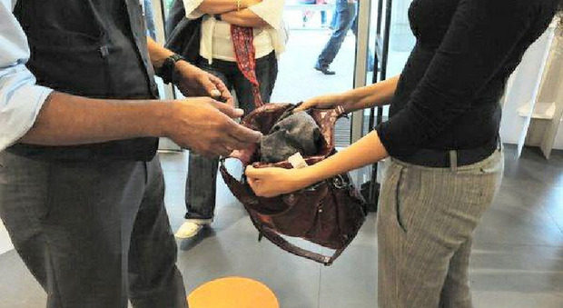 Strappa la borsa ad una donna in stazione a Treviso
