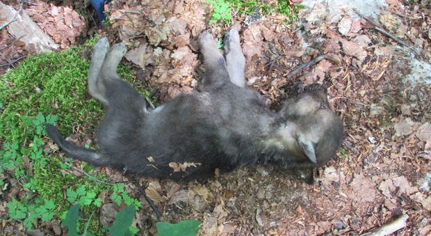 Cucciolata di lupi morti: sono stati uccisi da un animale selvatico