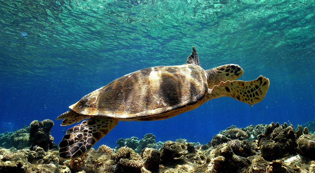Il miracolo del centro Anton Dohrn: cinque tartarughe tornano in mare
