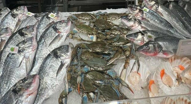 Nelle pescherie della Despar arriva in vendita il granchio blu: «Promuoviamo la nuova specialità ittica»