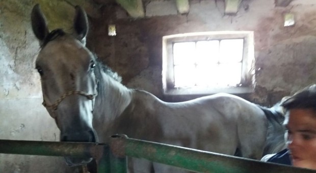 L'Oipa libera 115 animali destinati alla macellazione casalinga in Friuli 