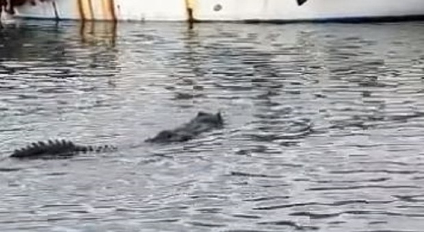 Un coccodrillo a Napoli tra le barche, sopresa a via Caracciolo (e sui social) ma la verità è un'altra