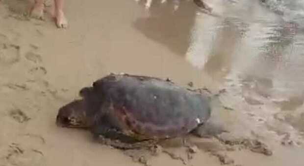 Tartaruga depone le uova in spiaggia tra i bagnanti