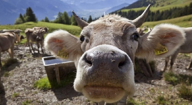 «Hanno sgozzato una mucca», il video-denuncia degli animalisti. Ma il giudice assolve l'azienda: «Procedura corretta, filmato alterato»