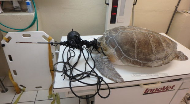 La tartaruga poco prima di essere operata (immagine pubblicata da Turtle Hospital)