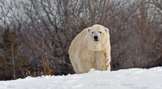 Orso polare maschio uccide femmina allo zoo di Detroit: «Tentativo accoppiamento finito in tragedia»