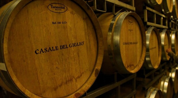 Casale del Giglio vince la Gran Medaglia d'Oro a Bruxelles con il vino bianco "Satrico"
