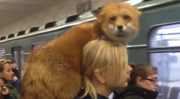 Sorpresa in banchina, la ragazza prende la metro con una volpe sulle spalle
