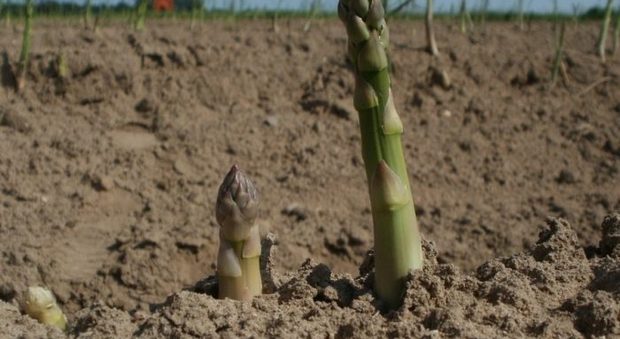Coronavirus in Campania, esce per coltivare asparagi: denunciato