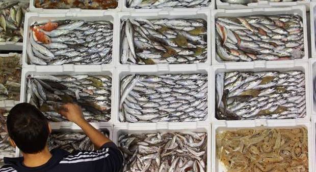 Pesce e favori al Mercato ittico Assoluzione per 23 braccianti