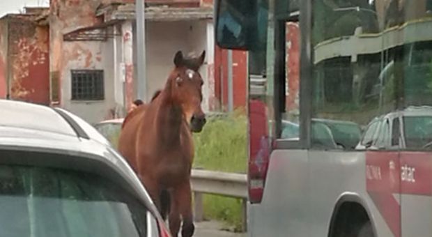 Roma, un cavallo sfreccia sull'Appia e supera l'autobus