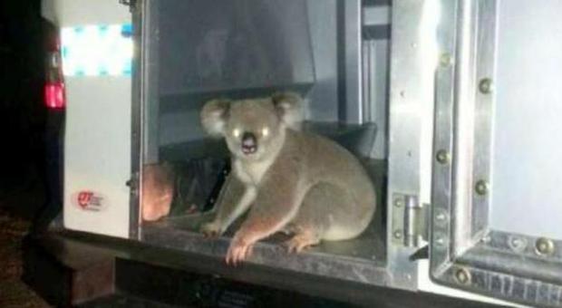 Koala arrestato per intralcio al traffico: le foto dall'Australia fanno il giro del web