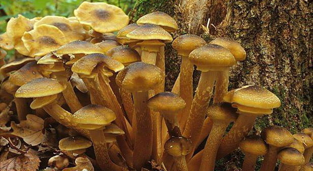 Funghi, autunno ricco per cercatori Attenzione al finto chiodino mortale