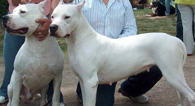 Doghi argentini