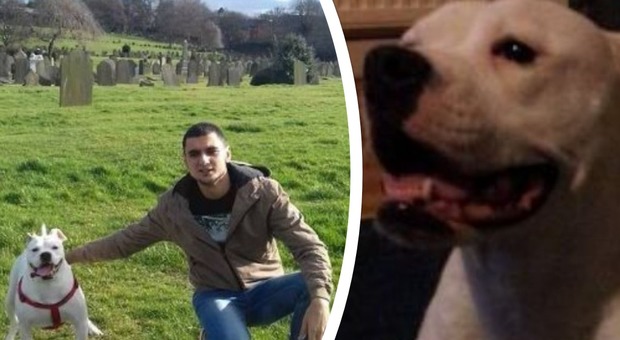 Si lamenta per gli schiamazzi in strada: i teppisti si arrampicano e si vendicano uccidendo il suo cane