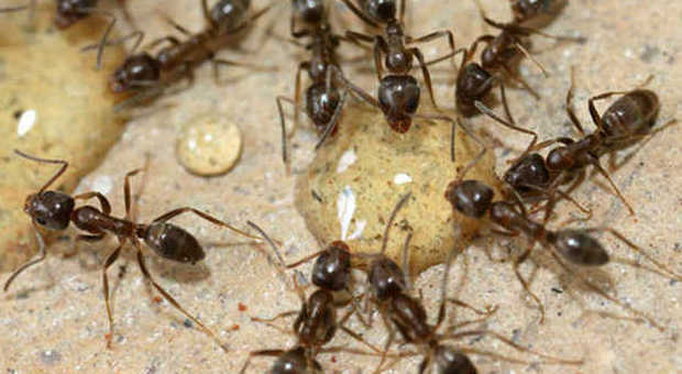 Avete le formiche dentro casa? Ecco i rimedi naturali per eliminarle