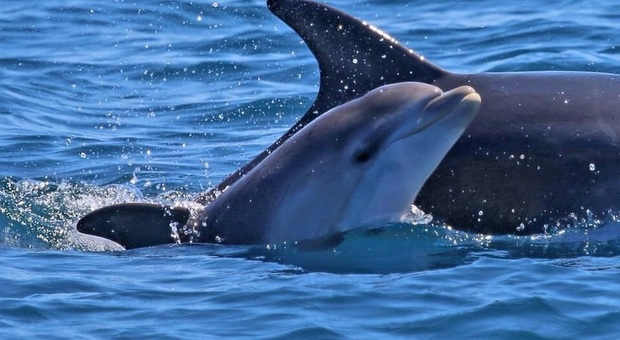 Delfini, ecco le “Buone regole" per l'osservazione dei cetacei