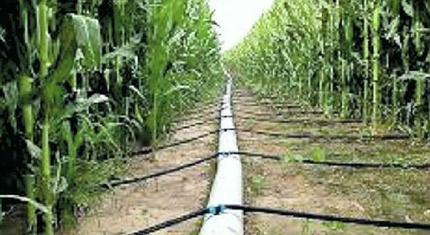 Sistema di irrigazione a goccia tra i metodi usati da Daniel Feltrin per risparmiare acqua