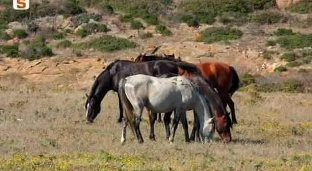 Pascolo abusivo e branco di cavalli allo stato brado: un denunciato