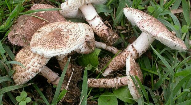 Avvelenamento da funghi: coppia ricoverata in gravi condizioni dopo aver mangiato il «mortale» Lepiota raccolto in giardino