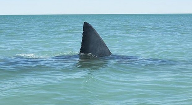 Allarme squalo nel Golfo: via tutti dal mare, alzata la bandiera rossa
