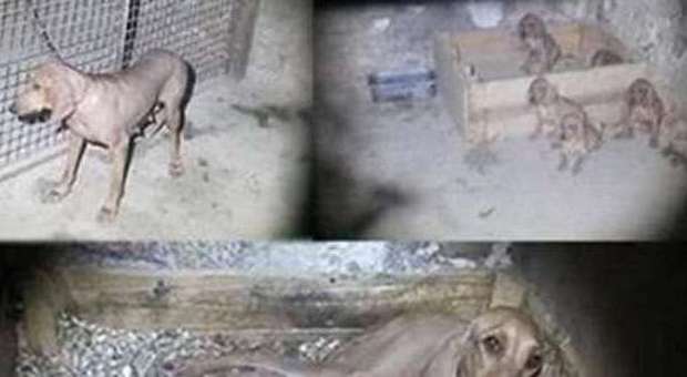 Canile lager scoperto a Gessate: cuccioli morti e animali senza acqua e cibo -Guarda