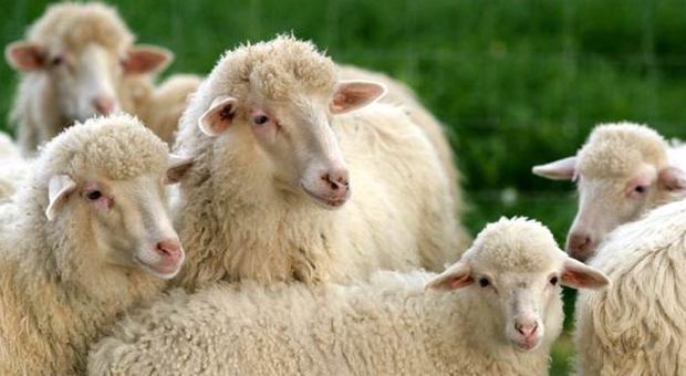 Il morbo della lingua blu sta uccidendo migliaia di pecore in tutta la regione