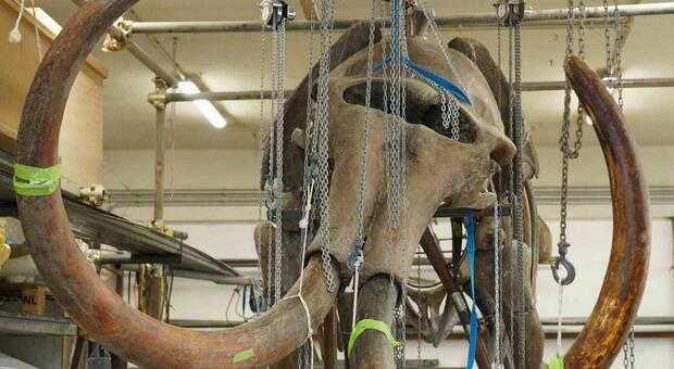 Una mostra sull'era glaciale: la star sarà il mammut alto 3 metri