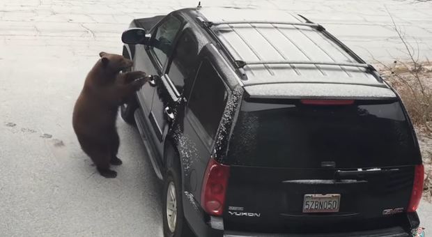 Orso apre la portiera di un'auto e si mette al volante