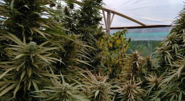 Pagani, nella serra per coltivare funghi aveva 120 chili di marijuana: condannato