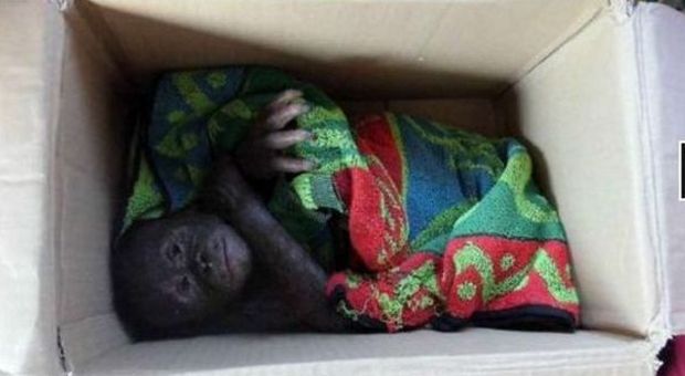 Cucciolo di orango "mummificato" nella scatola: salvato. Un bracconiere aveva ucciso la madre