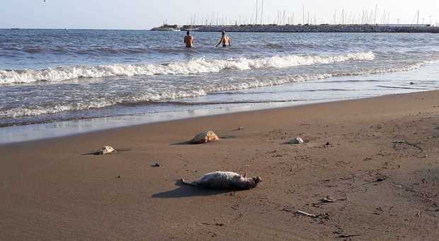 Topi morti sulla spiaggia del centro: vergogna sulla cartolina della città