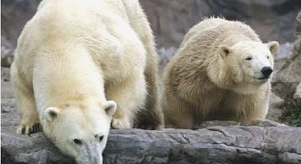 Orsi polari, in 35 anni addio al 30% degli esemplari