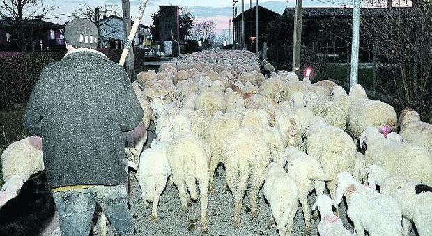 Passa il gregge di pecore per la transumanza: giardini pubblici e parcheggi devastati