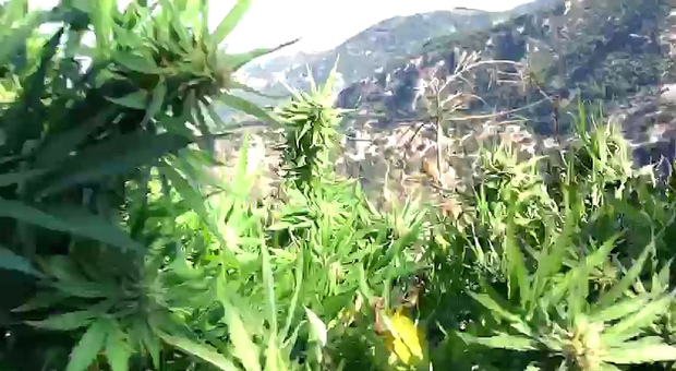 Nuova maxi piantagione sui monti Lattari, distrutte 5.600 piante di cannabis