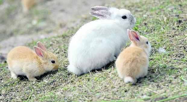 Virus letale. Strage di conigli in un allevamento: allarme contagio a Montebelluna