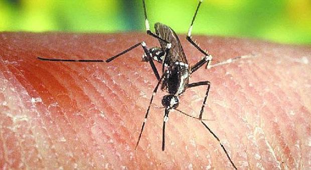 Febbre, infezione da Chikungunya «Zanziariere e freddo la difesa»